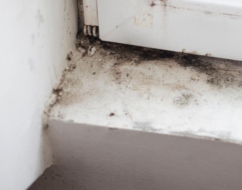 mold inspection - home inspection